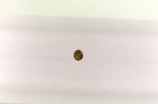 Stud : Hammered Disc 14k